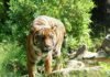 6 Animals that Went Viral Around the World