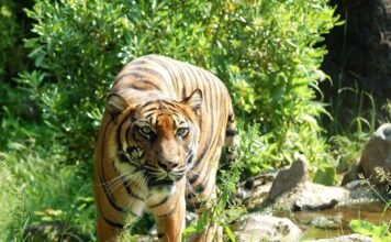 6 Surprising Facts About Farm Animal Intelligence